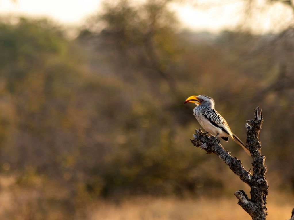 Bijzondere vogels Kruger NP